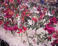 �Ճm��p�X�g������i�W